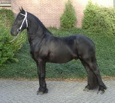 fríský kůň II