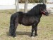 shetlandský pony